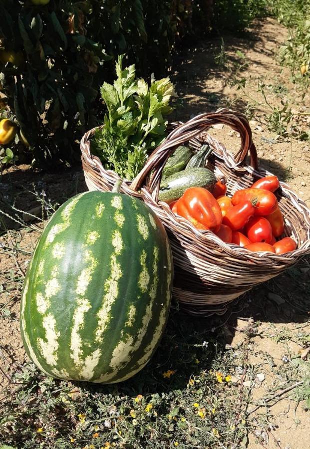 Agriturismo Selvella 알레로나 외부 사진